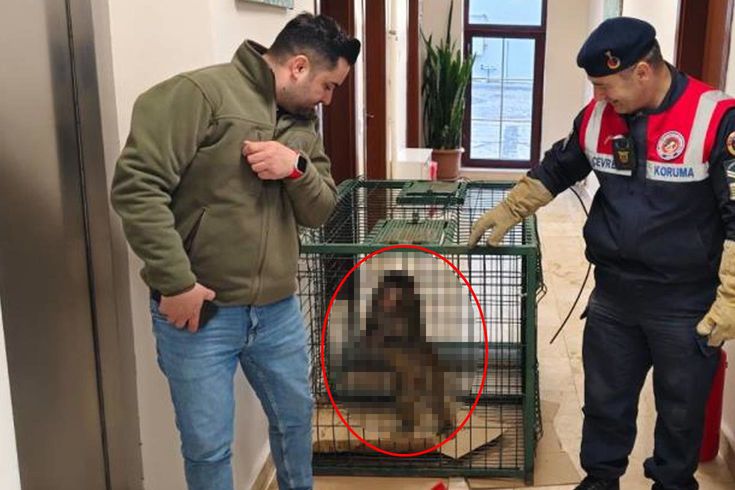 Ekiplerin titiz çalışmasıyla yakalandı Bölgeye ulaşan ekipler, çevre güvenliğini alarak