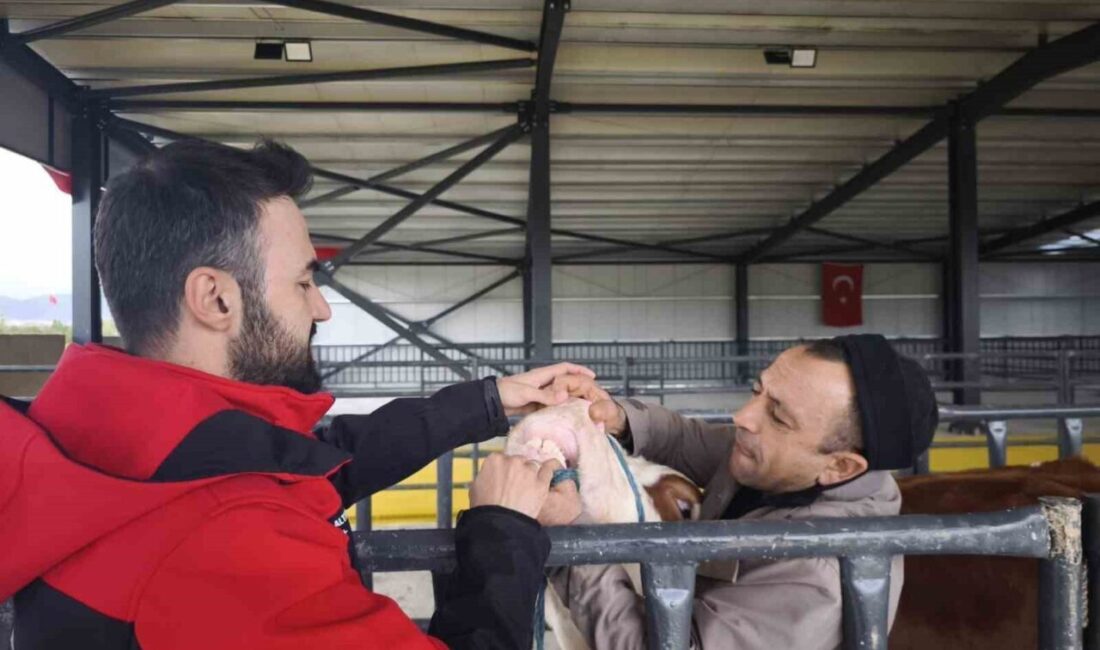 Afyonkarahisar Tarım ve Orman İl Müdürlüğü ekipleri yaklaşan Kurban Bayram