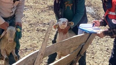 Afyonkarahisar Tarım ve Orman Müdürlüğü tarafından yürütülen halk elinde küçükbaş