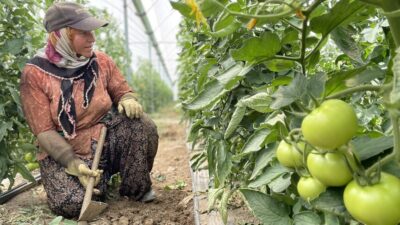 Gerek açık tarım alanlarında gerekse seralarda yılın dört mevsiminde üretimin