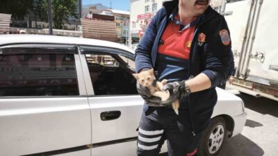 Afyonkarahisar’ın Dinar ilçesinde otomobilin motor kısmına sıkışan yavru kedi itfaiye