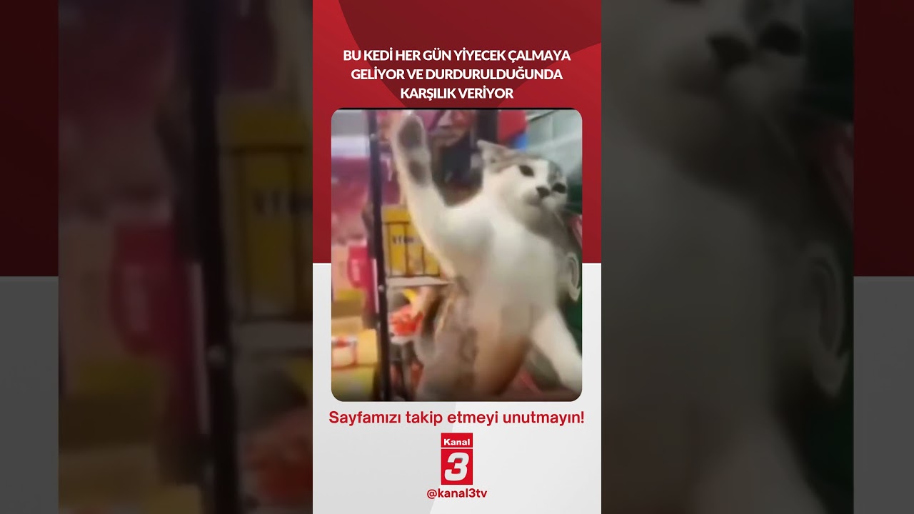 Bu kedi her gün yiyecek çalmaya geliyor ve durdurulduğunda karşılık veriyor…