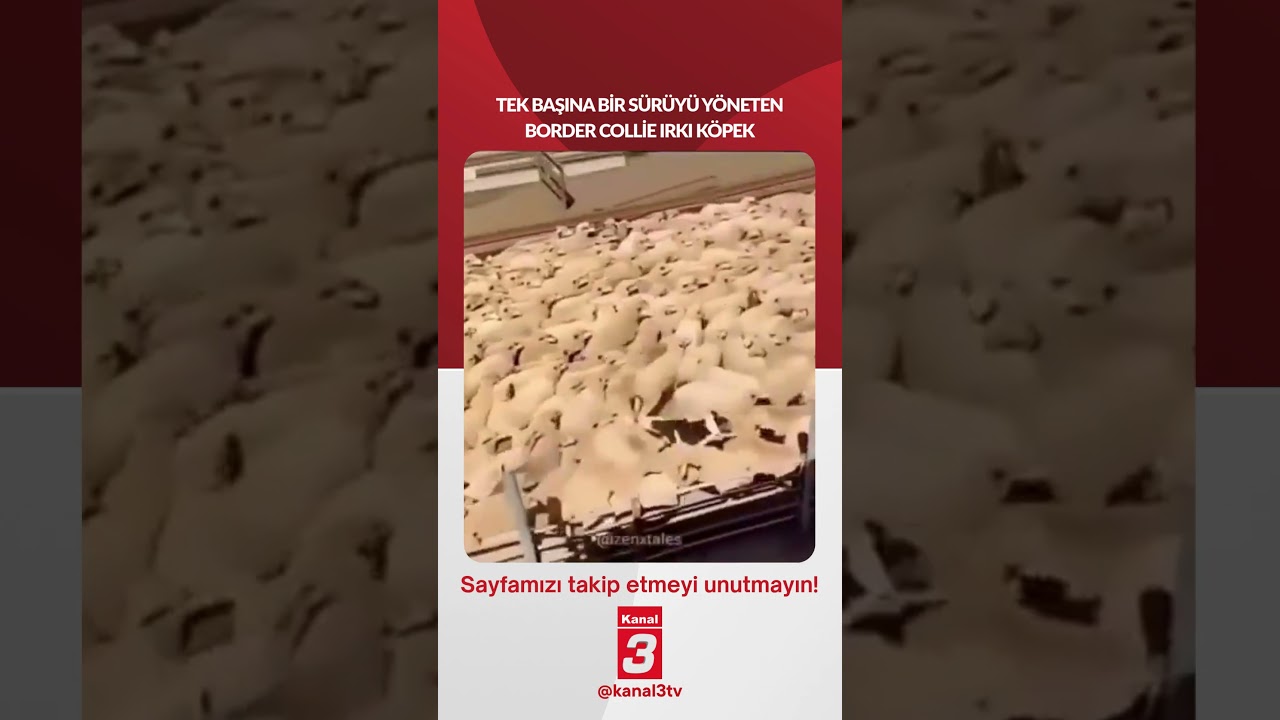 Tek başına bir sürüyü yöneten Border Collie ırkı köpek…