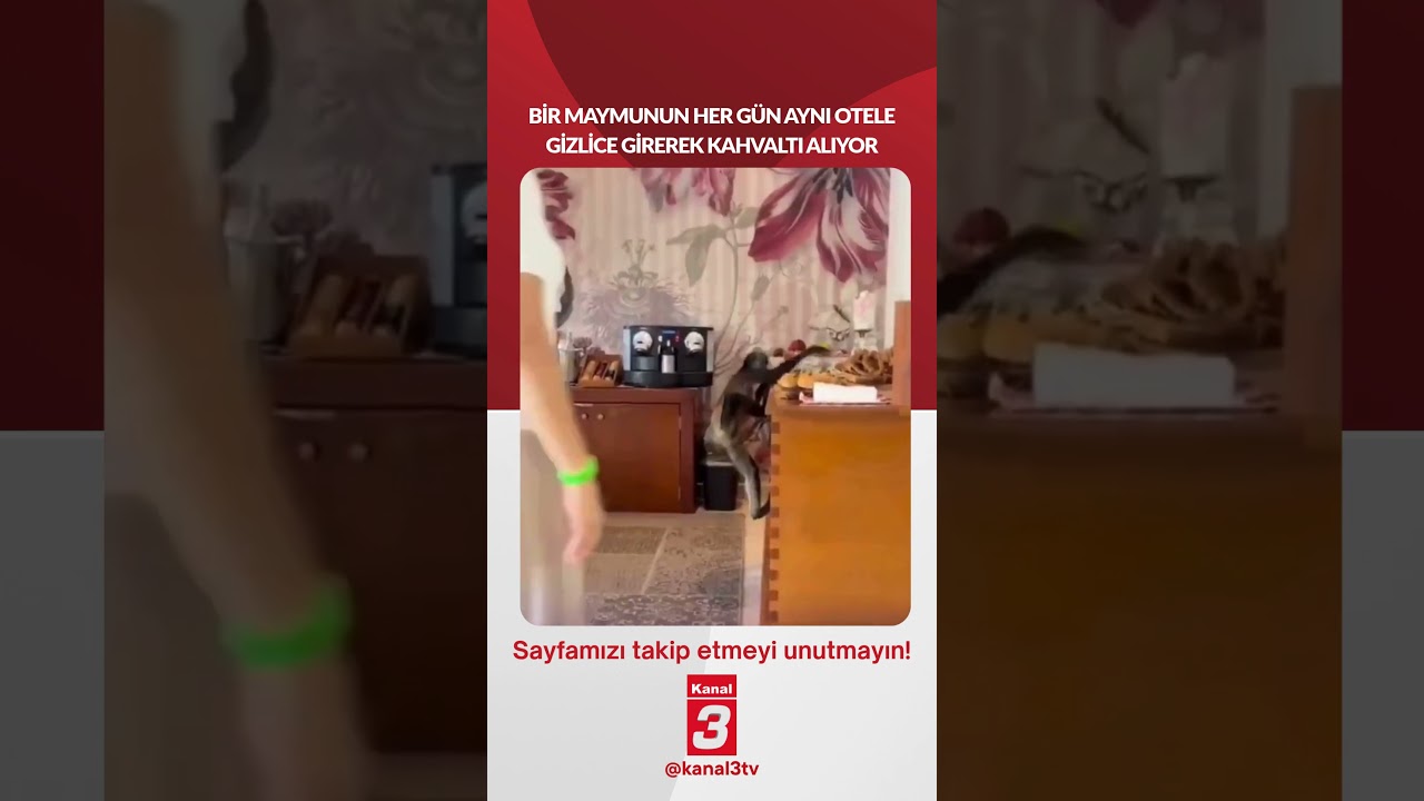 Bir maymunun her gün aynı otele gizlice girerek kahvaltı alıyor…