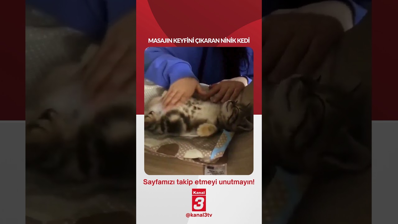Masajın keyfini çıkaran minik kedi…
