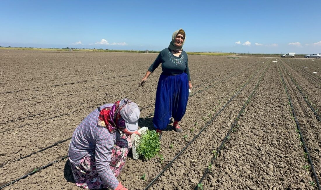 DOKTORUNUN TAVSİYESİYLE TARLALARA GERİ DÖNDÜ Bölgede salçalık domates ve kapya