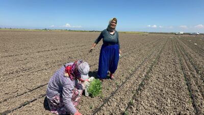 DOKTORUNUN TAVSİYESİYLE TARLALARA GERİ DÖNDÜ Bölgede salçalık domates ve kapya