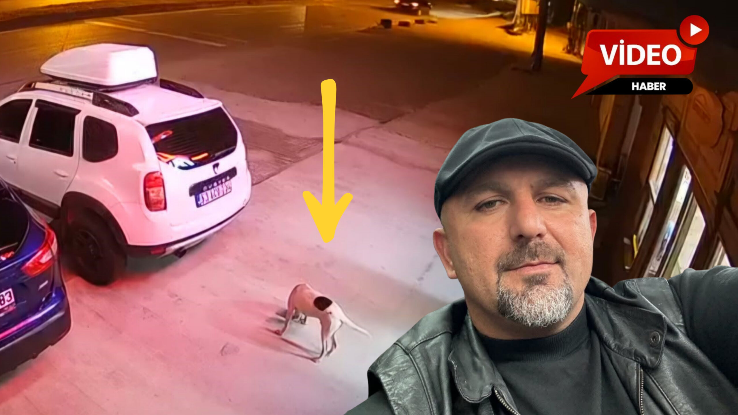 Yola çıkan köpek canından etti!