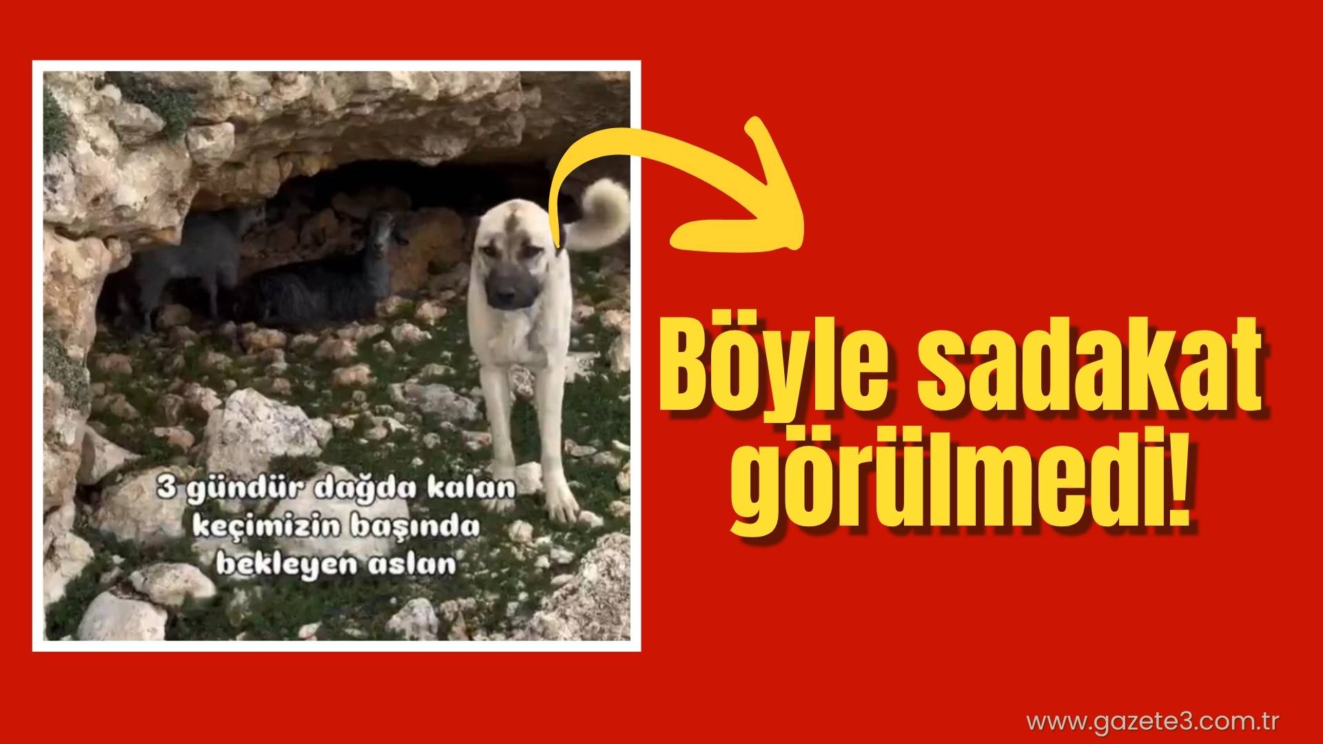 Keçilerini bulan adam gördükleri karşısında şok oldu!