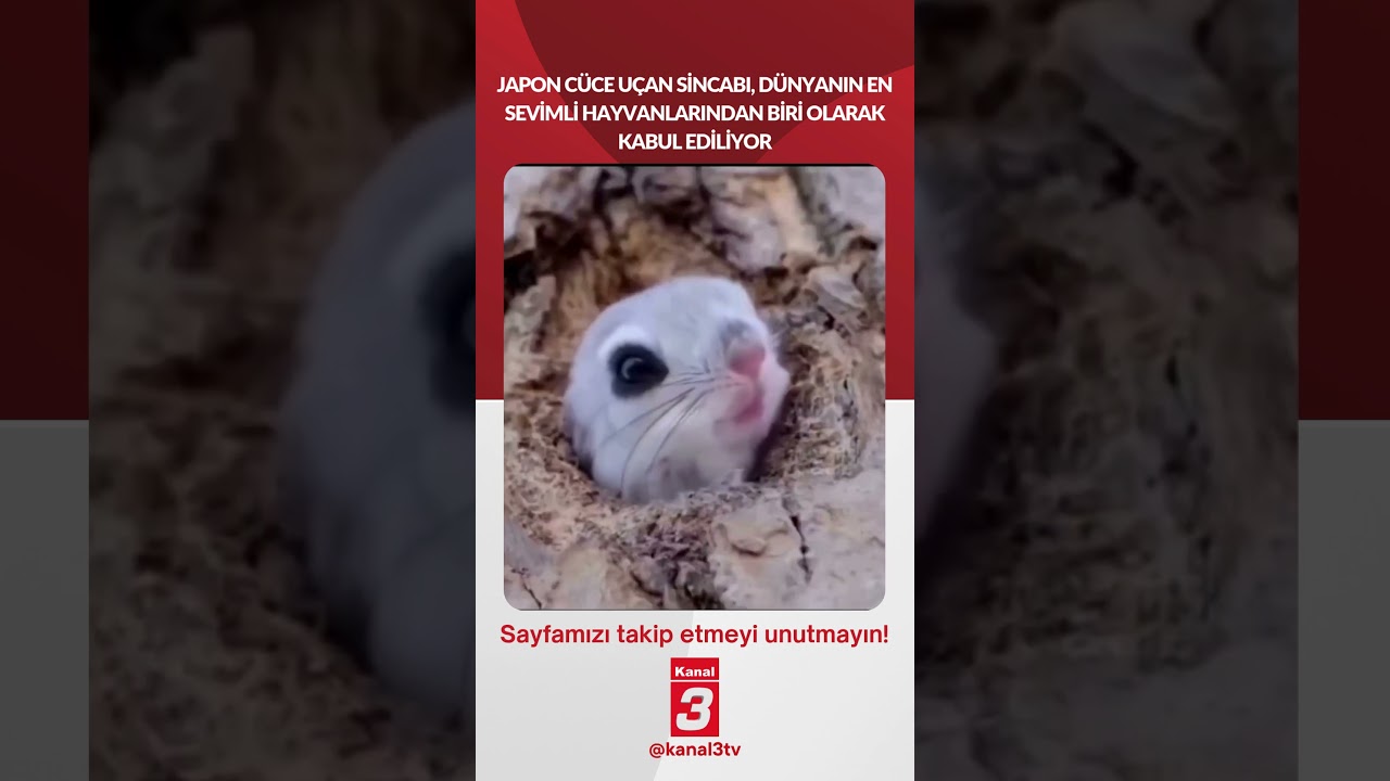 Japon cüce uçan sincabı, dünyanın en sevimli hayvanlarından biri olarak kabul ediliyor…