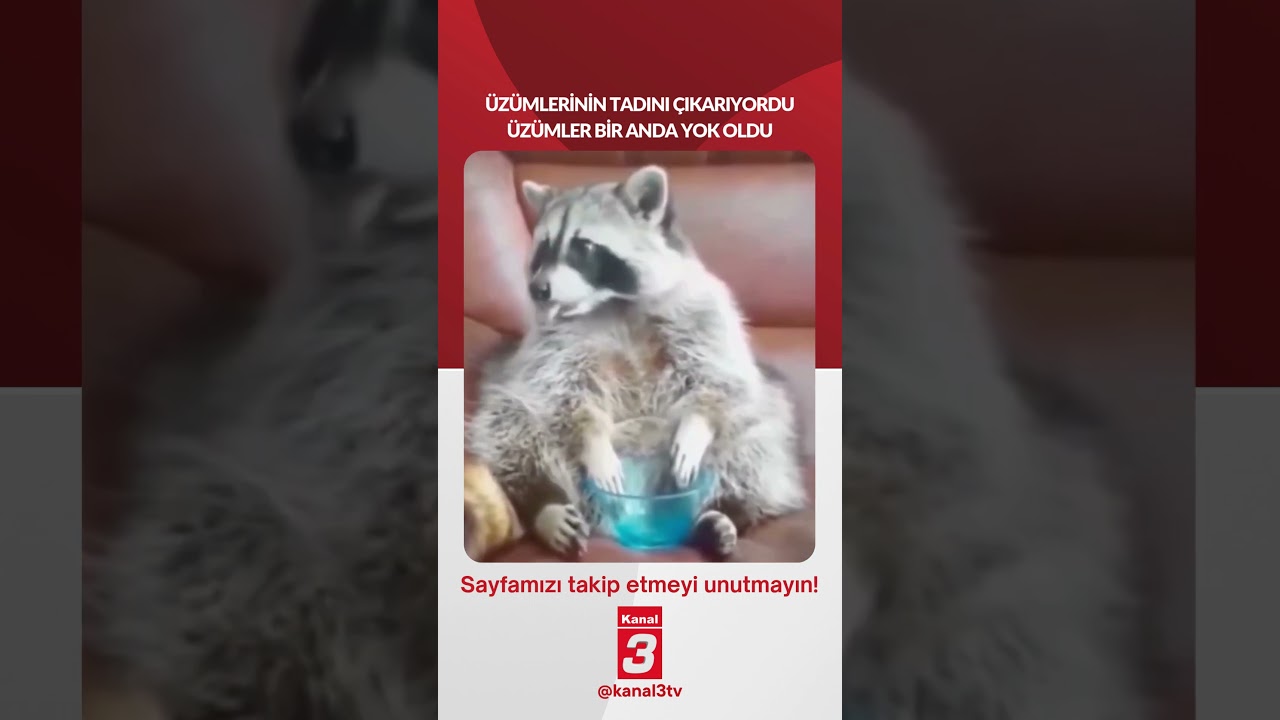 Üzümlerinin tadını çıkarıyordu… üzümler bir anda yok oldu!