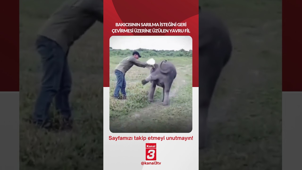 Bakıcısının sarılma isteğini şakayla geri çevirmesi üzerine üzülen yavru fil…