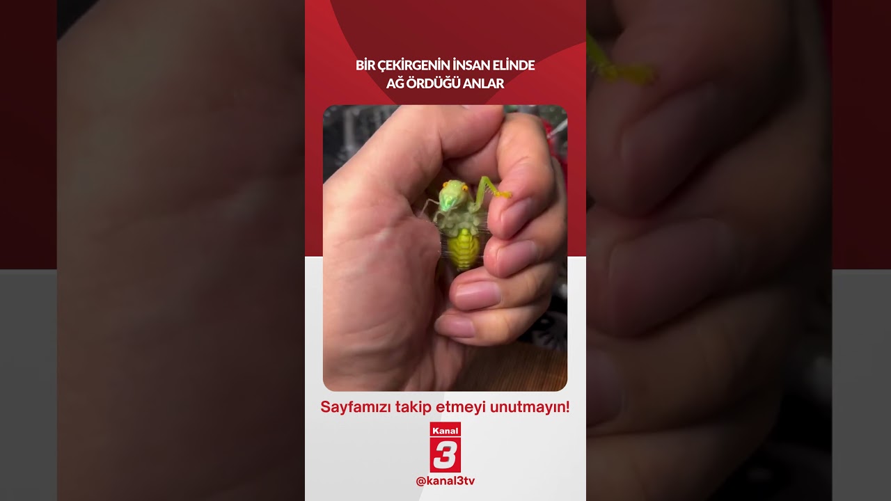 Bir çekirgenin insan elinde ağ ördüğü anlar…