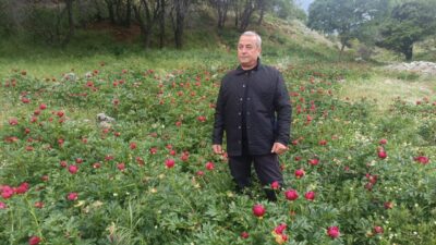 AFYONKARAHİSAR (AA) – Afyonkarahisar'ın Kızılören ilçesinde "ayı gülü" ve "kızıl