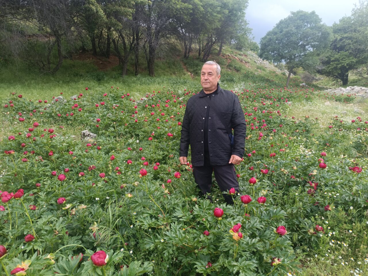 AFYONKARAHİSAR (AA) – Afyonkarahisar'ın Kızılören ilçesinde "ayı gülü" ve "kızıl