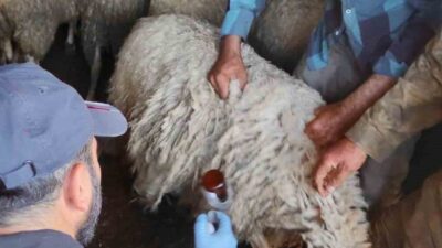 Afyonkarahisar’ın Bolvadin ilçesinde küçükbaş hayvanlara yönelik aşılama, küpeleme, tespit ve