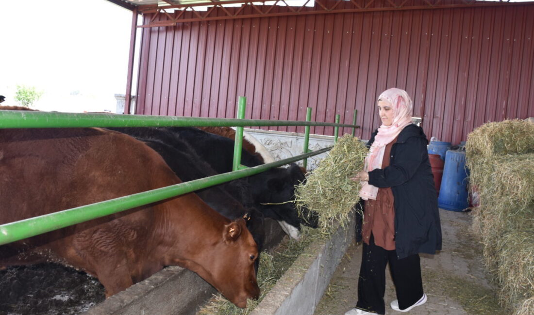 - "Kırsalda Bereket Hayvancılığa Destek Projesi"nden yararlanarak 10 büyükbaş hayvan