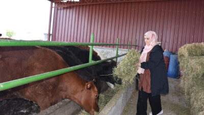 - "Kırsalda Bereket Hayvancılığa Destek Projesi"nden yararlanarak 10 büyükbaş hayvan
