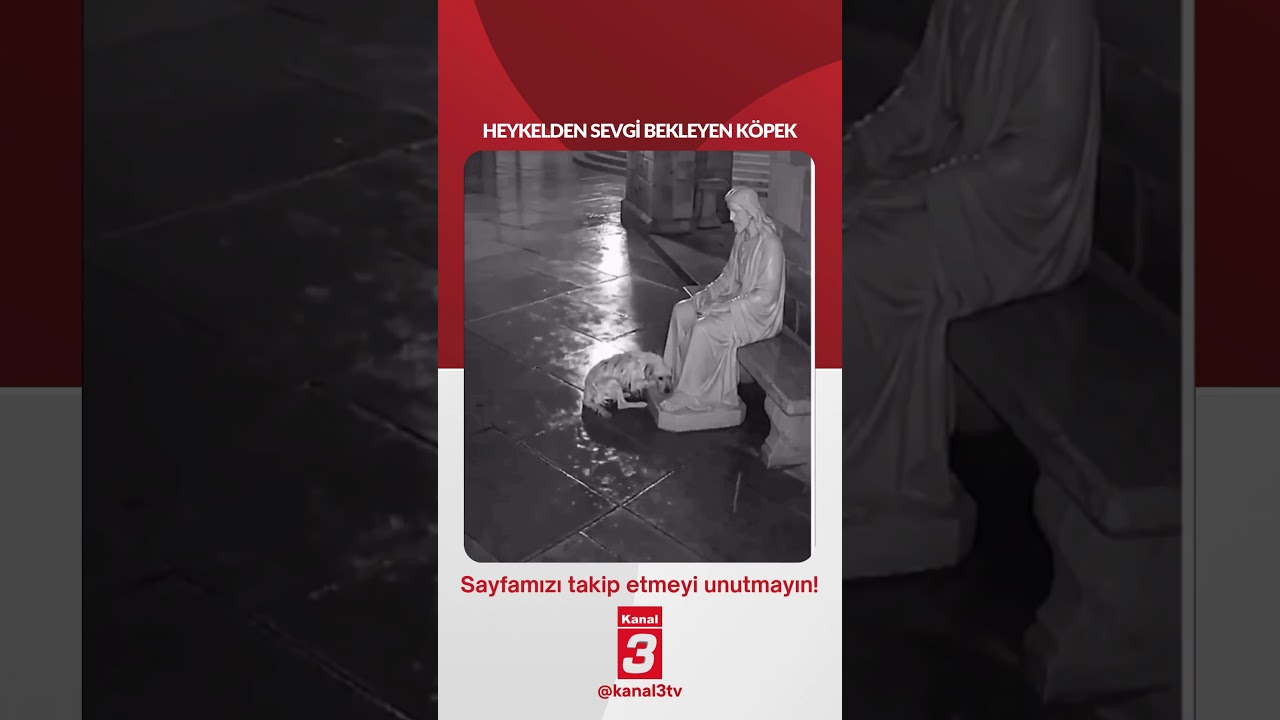 Heykelden sevgi bekleyen köpek…