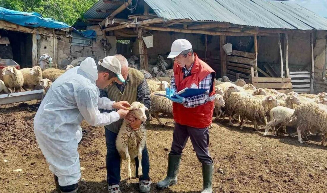 Afyonkarahisar’da küçükbaş hayvan yetiştiriciliğinin geliştirilmesi ve ıslah çalışmalarının etkin şekilde