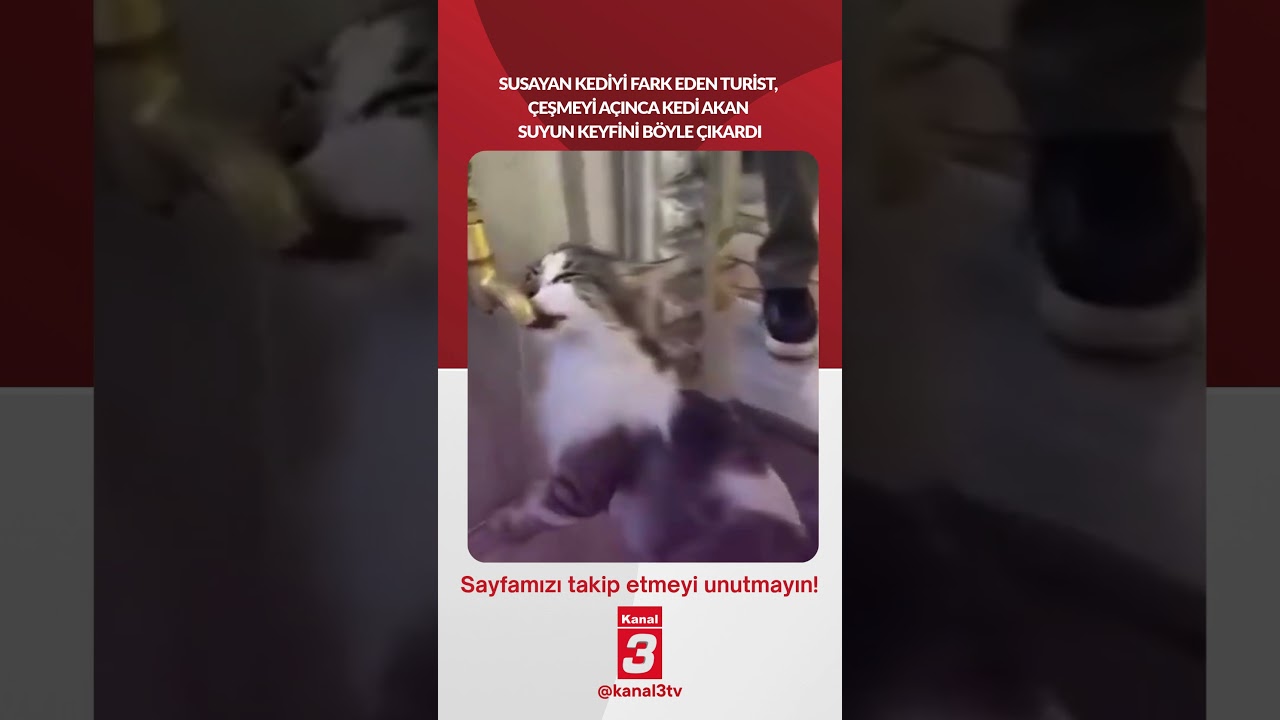 Susayan kediyi fark eden turist, çeşmeyi açınca kedi akan suyun keyfini böyle çıkardı…