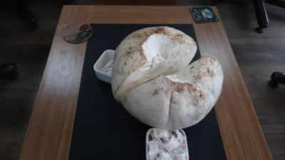 5 kilogram ağırlığında ve 50 santimetre çapında Fındıklı köyü kırsalında