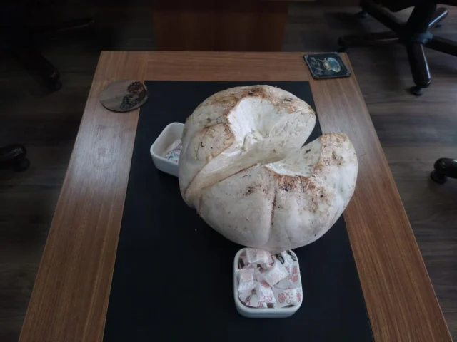 5 kilogram ağırlığında ve 50 santimetre çapında Fındıklı köyü kırsalında