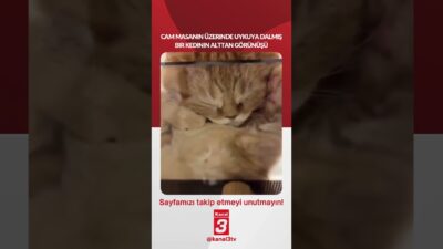 Cam masanın üzerinde uykuya dalmış bir kedinin alttan görünüşü… https://kanal3.com.tr/
