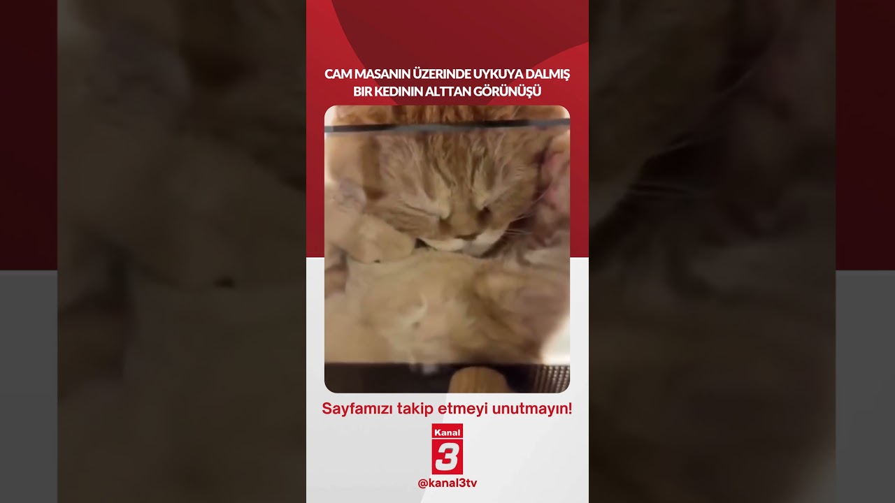 Cam masanın üzerinde uykuya dalmış bir kedinin alttan görünüşü…