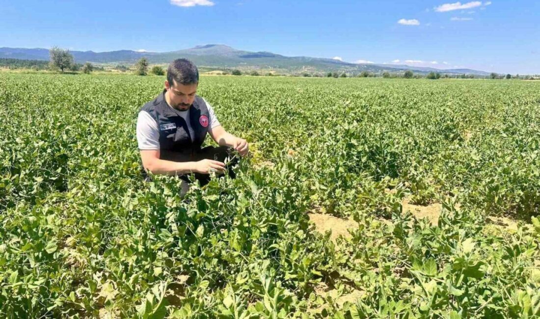Afyonkarahisar’da tarımsal üretimin planlı bir şekilde yürütülmesi, üretim verilerinin doğruluğunun