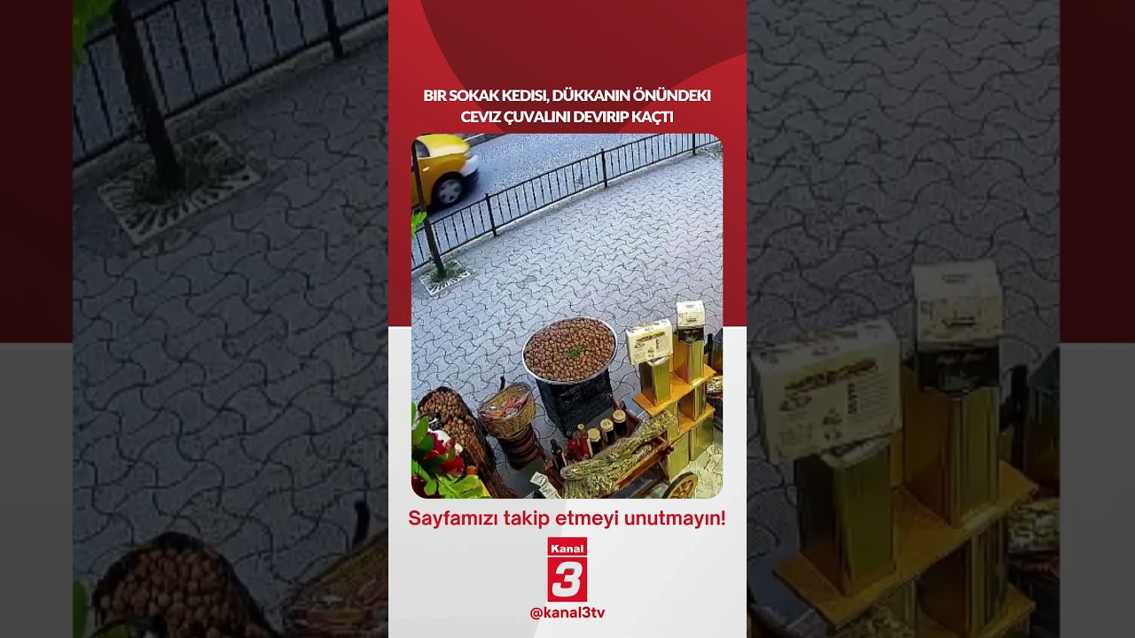 Bir sokak kedisi, dükkanın önündeki ceviz çuvalını devirip kaçtı…
