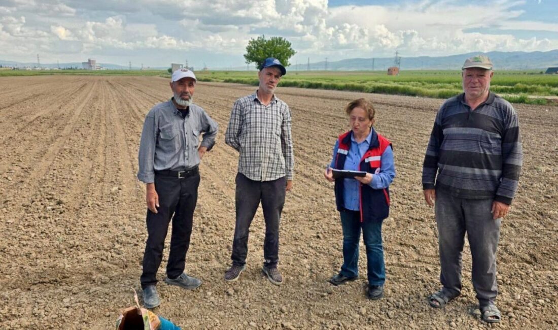 Afyonkarahisar’da üretimi yapılan turşuluk lahana ve dane mısır ürünlerine yönelik