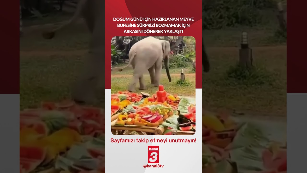 Doğum günü için hazırlanan meyve büfesine sürprizi bozmamak için arkasını dönerek yaklaştı…
