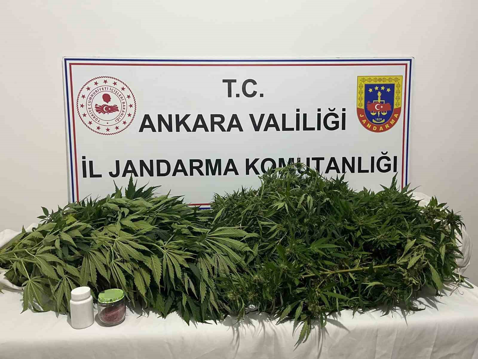 Ankara’da narkotik operasyonu: 150 kök kenevir ele geçirildi!