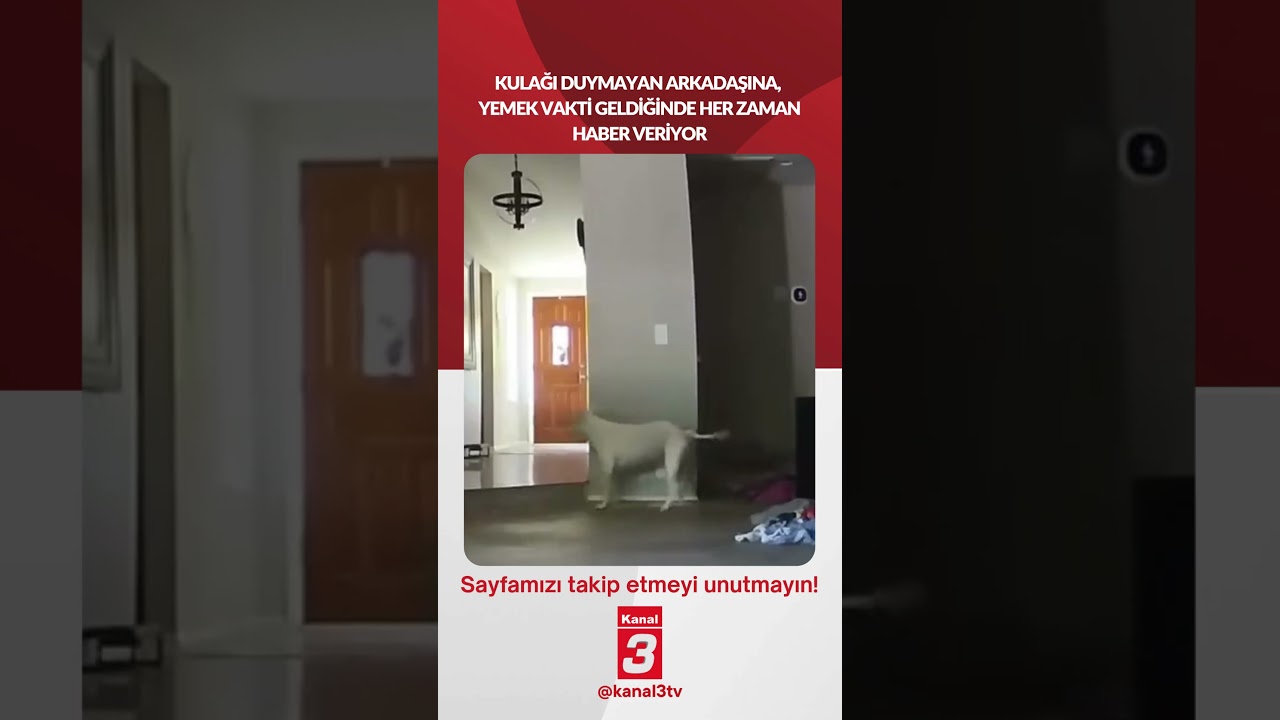 Kulağı duymayan arkadaşına, yemek vakti geldiğinde her zaman haber veriyor…