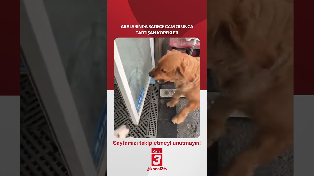 Aralarında sadece cam olunca tartışan köpekler…