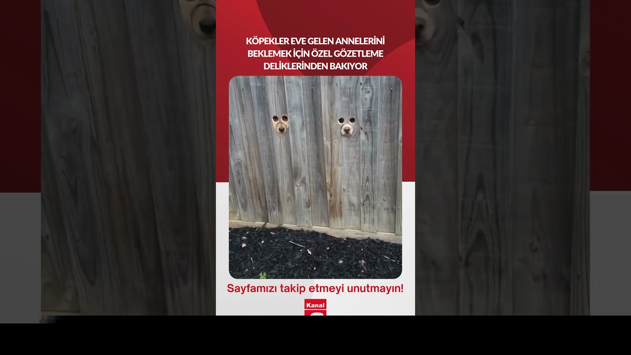 Köpekler eve gelen annelerini beklemek için özel gözetleme deliklerinden bakıyor…