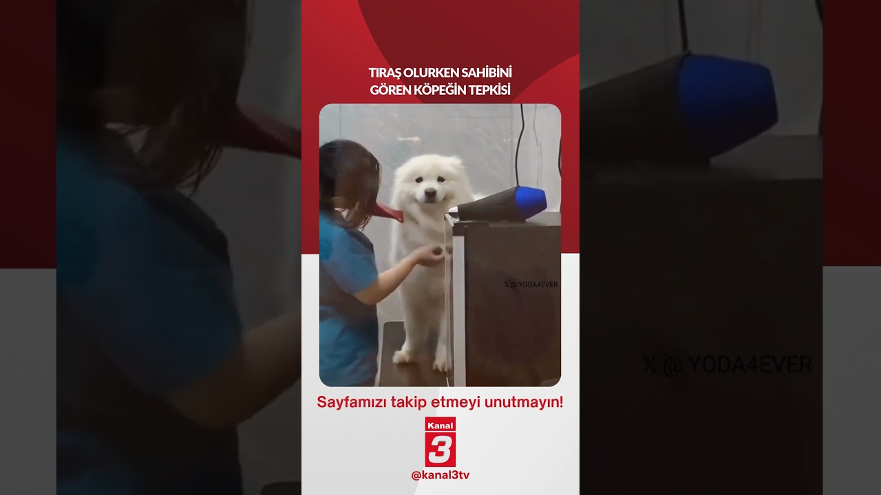 Tıraş olurken sahibini gören köpeğin tepkisi…