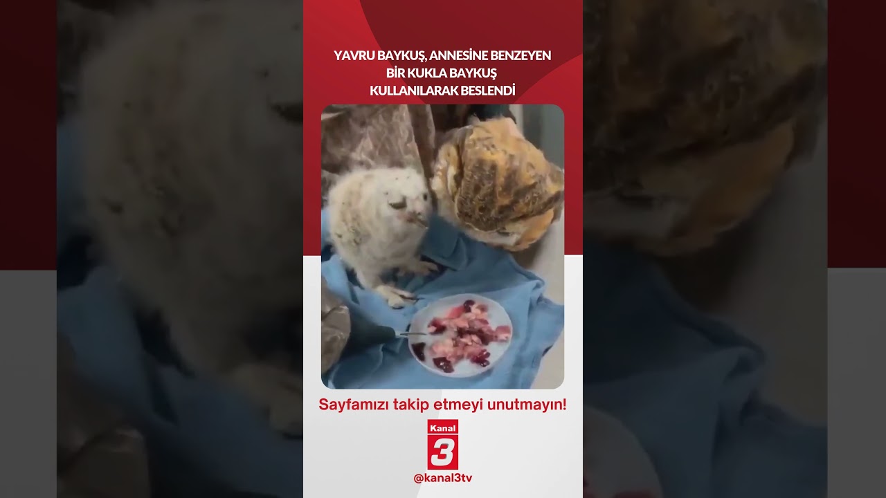 Yavru baykuş, annesine benzeyen bir kukla baykuş kullanılarak beslendi…