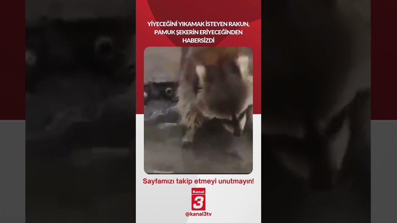 Yiyeceğini yıkamak isteyen rakun, pamuk şekerin eriyeceğinden habersizdi…