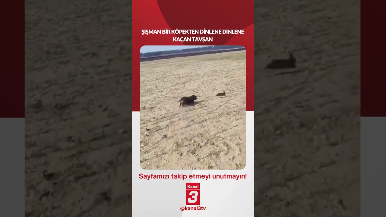 Şişman bir köpekten dinlene dinlene kaçan tavşan…