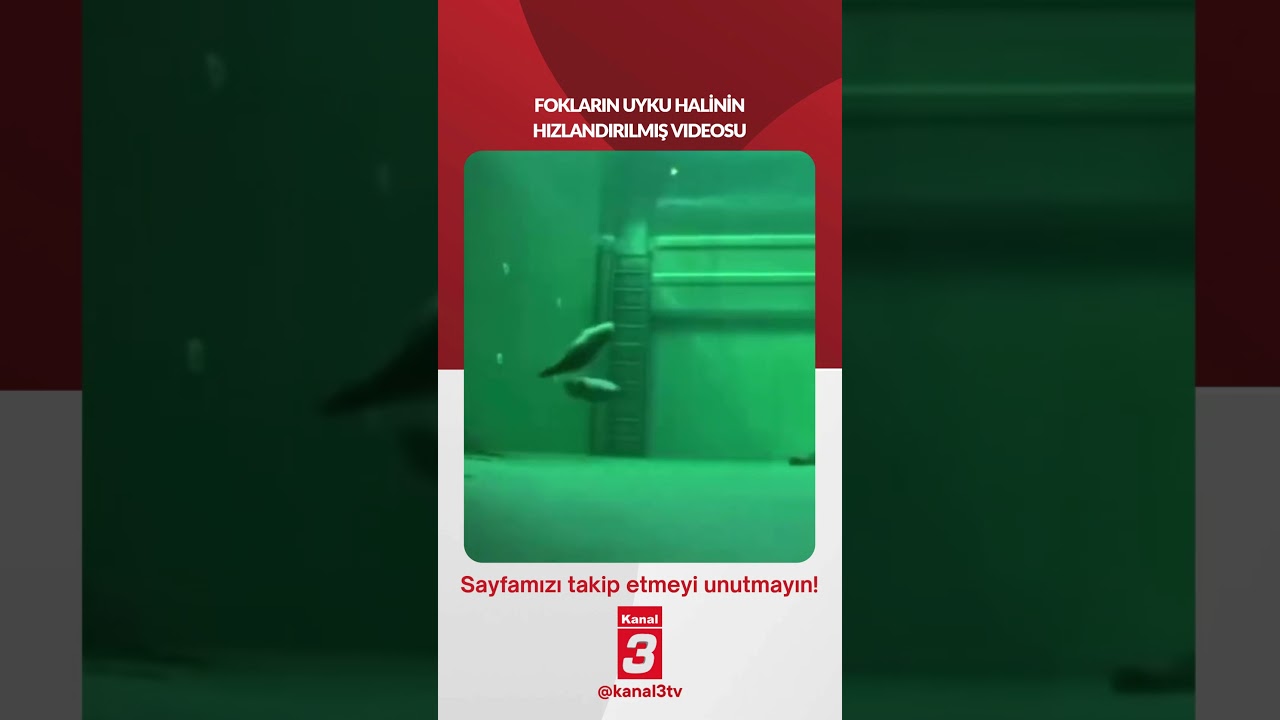 Fokların uyku halinin hızlandırılmış videosu…