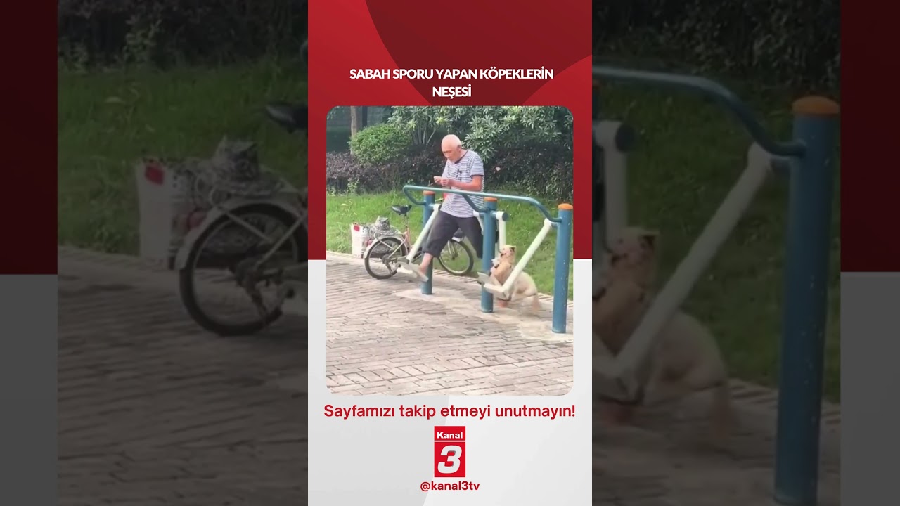 Sabah sporu yapan köpeklerin neşesi…