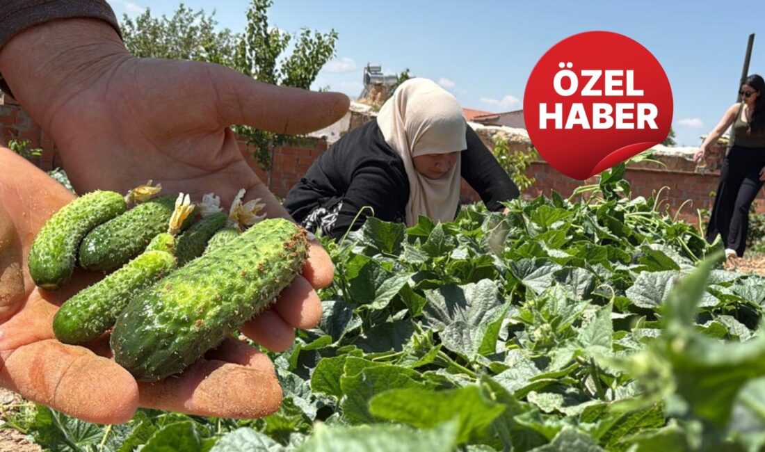 ÖZEL HABER Hasat alanında mikrofonlarımıza özel açıklamalarda bulunan bölge üreticileri,