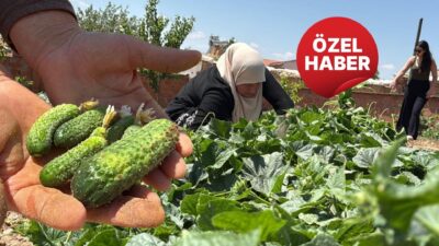 ÖZEL HABER Hasat alanında mikrofonlarımıza özel açıklamalarda bulunan bölge üreticileri,