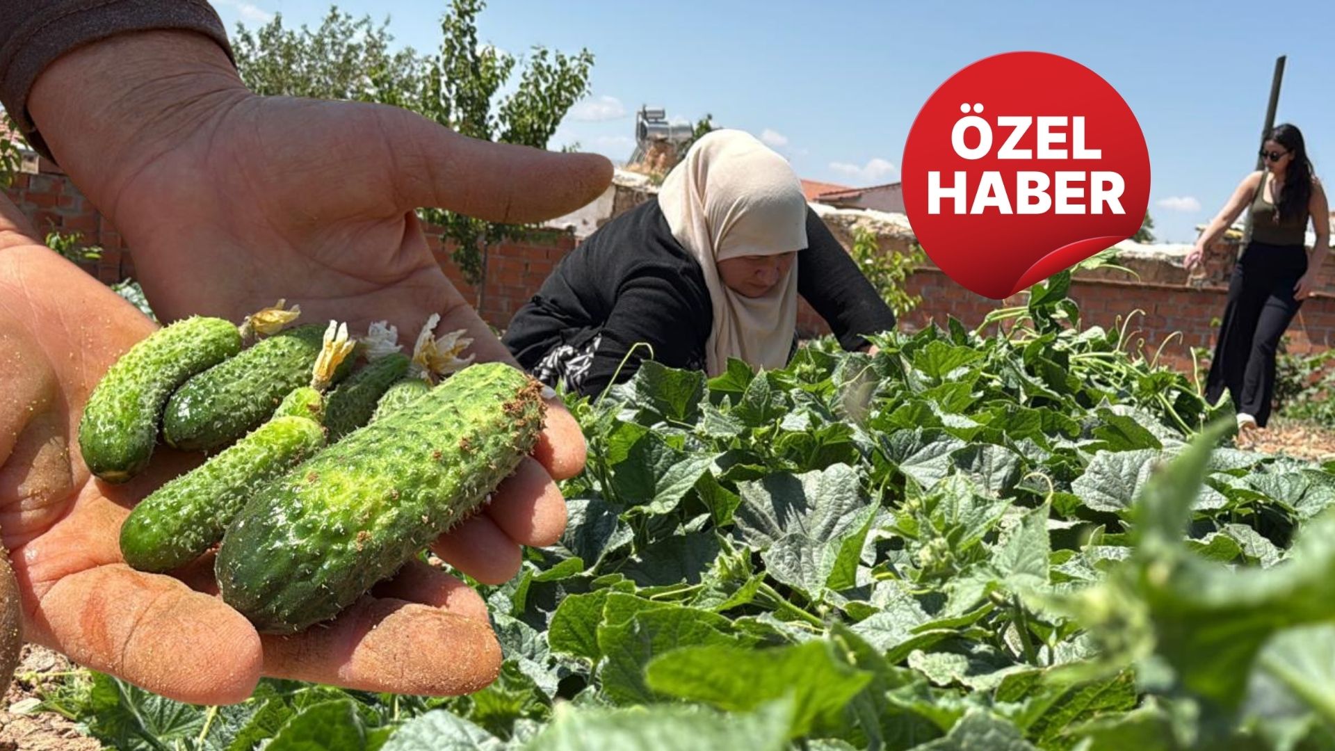 Kocaöz’de turşuluk salatalık mesaisi başladı