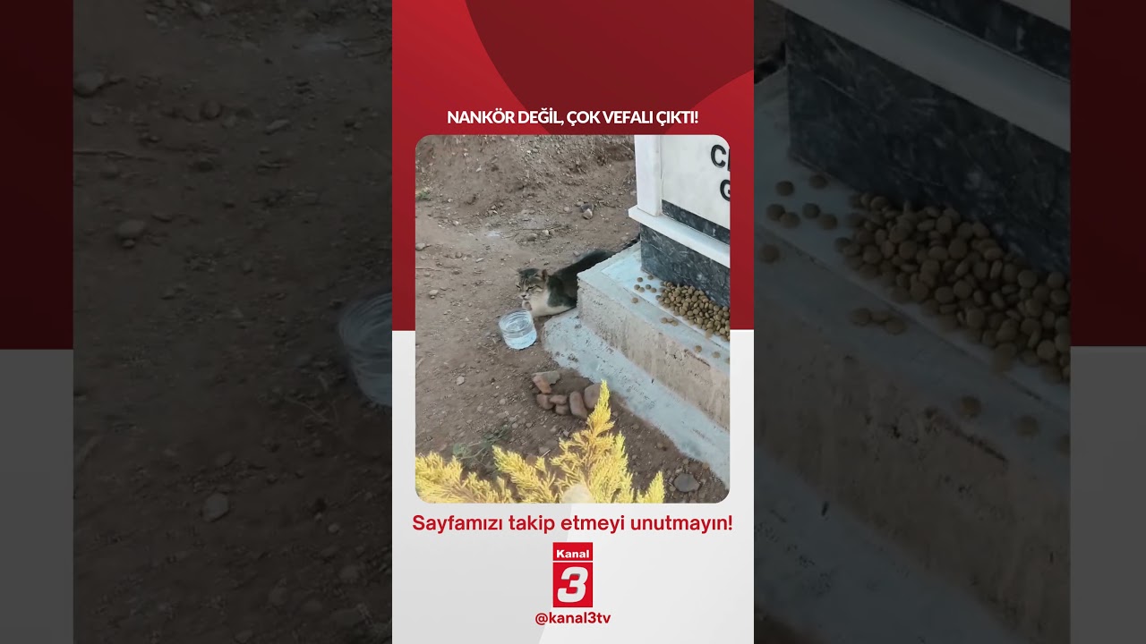 Sahibinin mezarından bir an olsun ayrılmıyor!