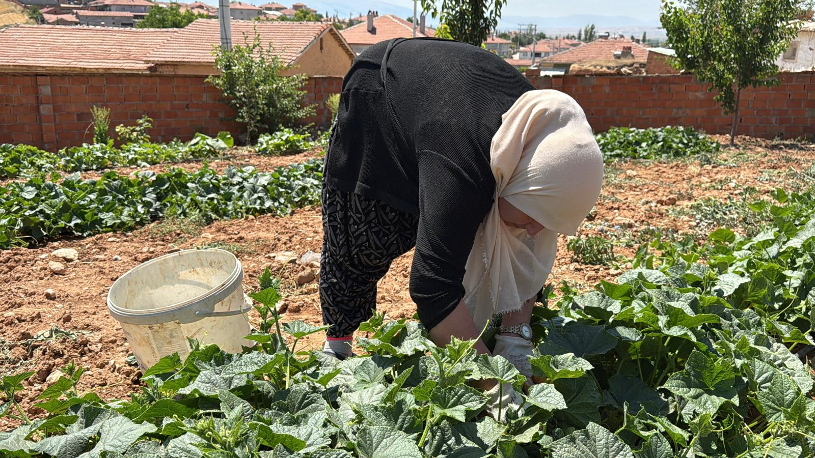 Kocaöz'de turşuluk salatalık mesaisi başladı
