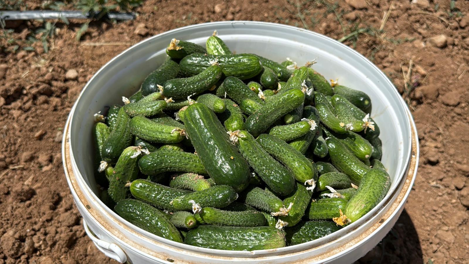 Kocaöz'de turşuluk salatalık mesaisi başladı