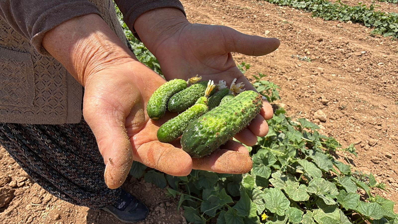 Kocaöz'de turşuluk salatalık mesaisi başladı